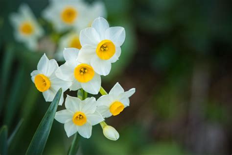 水仙 意味|水仙（スイセン）とは？花言葉や育て方、季節、種類、香り、神。